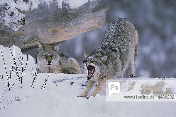 Zwei in Gefangenschaft lebende Kojoten im Schnee Alaska Wildlife Conservation Center Winter Süd-Zentral-Alaska
