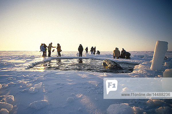 Lokale Alaskaner & Nachrichten Die Besatzung betrachtet die vom Meereis eingeschlossenen Wale durch ein Atemloch in der Nähe von Point Barrow während der Rettung der kalifornischen Grauwale 1988  Arktisches Alaska  Winter/n