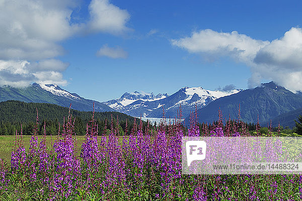 Scenic of Fireweed blooming in the Mendenhall Wetlands with the Coast Mountains in the background Southeast Alaska