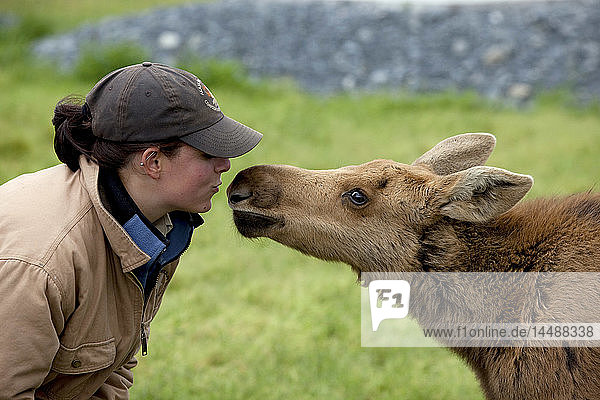 Ein Praktikant im Alaska Wildlife Conservation Center und ein Elchkalb interagieren im Sommer in Süd-Zentral-Alaska