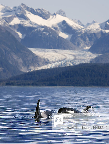 Eine Gruppe von Orca-Walen taucht in der *Favorite Passage* des Lynn Canal mit dem Herbert-Gletscher und den Küstengebirgen im Hintergrund im Südosten Alaskas auf