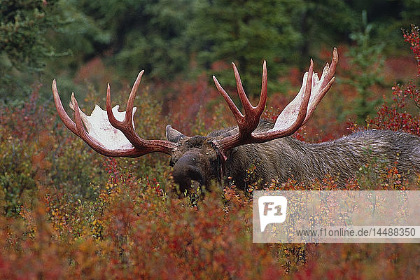 Elchbulle inmitten von buntem Laub im Denali-Nationalpark im Herbst im Inneren Alaskas.