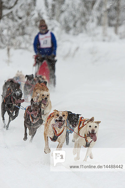 Dog musher running in ExxonMobil Open Sled Dog Race along Tozier Track in Anchorage  Southcentral Alaska