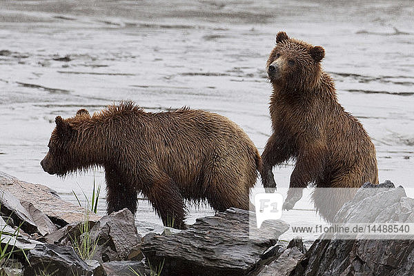 Braunbärengeschwister spazieren bei Ebbe über das Watt am Bird Point  Turnagain Arm  Süd-Zentral-Alaska  Sommer