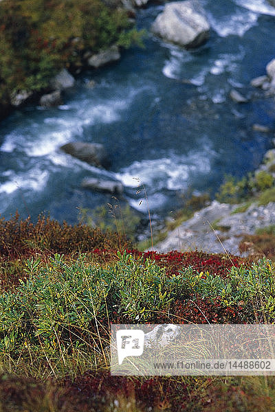 Ein Murmeltier steht wachsam auf einem Hügel mit Blick auf einen Fluss im Denali-Nationalpark im Herbst im Inneren Alaskas.