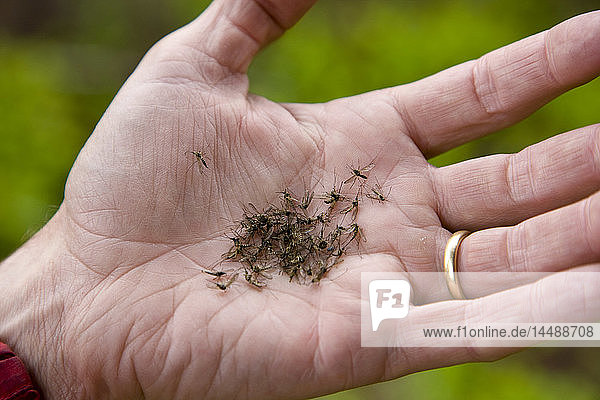 Close up of a handful of mosquitoes lying in a man´s hand  Alaska