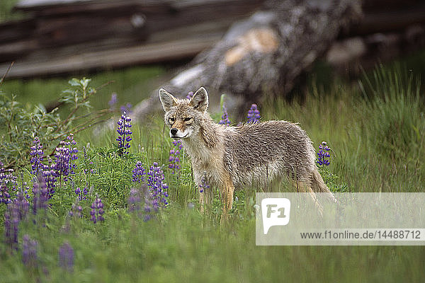 Aufmerksamer Kojote im hohen Gras stehend mit Nootka-Lupine-Wildblumen Gefangenes Großwild Alaska Sommer