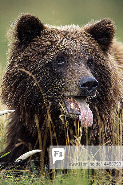 Nahaufnahme eines Braunbären im hohen Gras Gefangenschaft Alaska Wildlife Conservation Center Southcentral Sommer