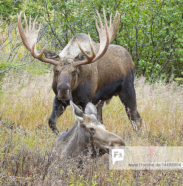 A large bull moose approaches a cow resting in his scent pit in the Glen Alps area of Chugach State Park  Southcentral Alaska  Fall