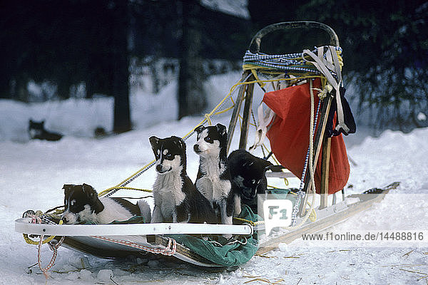 Schlittenhundewelpen spielen im Schlitten Alaska Winter