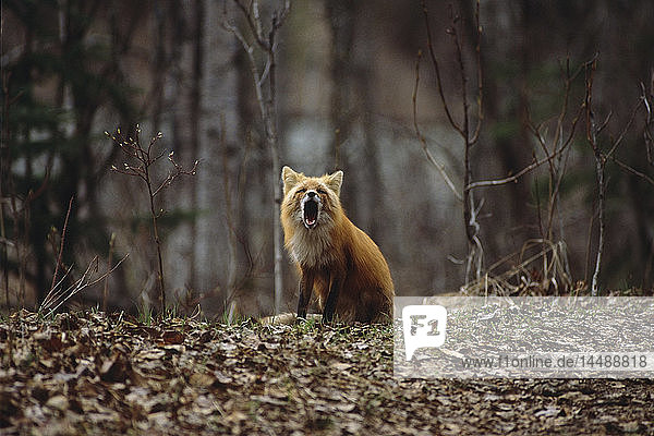 Red Fox sits amongst dead leavels and howls in a park in Anchorage during Spring in Southcentral Alaska.