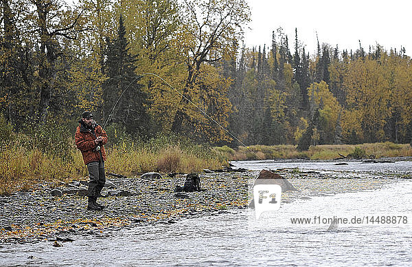 Fly fisherman reeling in a wild Steelhead on Deep Creek  Kenai Peninsula  Southcentral Alaska  Autumn