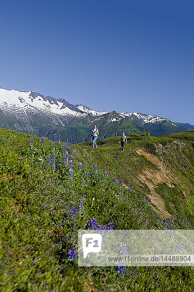 Hikers hiking in the alpine above Amalga Basin in the Tongass Forest  near Juneau  Alaska.
