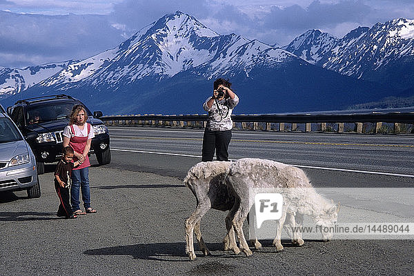 Touristen fotografieren zwei Dall-Schafe am Seward Highway und am Turnagain Arm im Frühsommer in Süd-Zentral-Alaska.