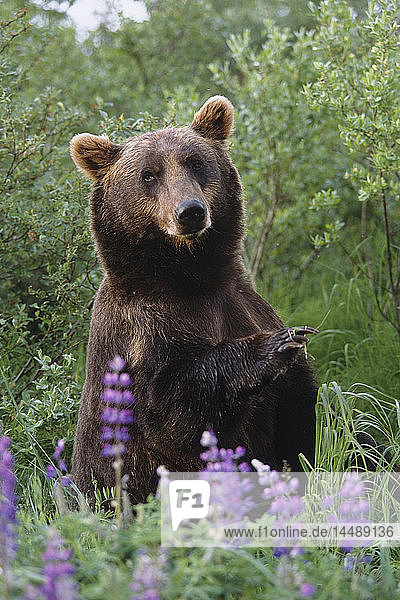 KAPITEL: Braunbär inmitten von Lupinen-Wildblumen im Alaska Wildlife Conservation Center im Sommer in Süd-Zentral-Alaska KAPITEL