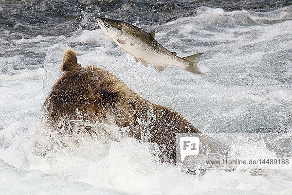Ein Sockeye-Lachs entgeht nur knapp dem Rachen eines Braunbären  der am Fuße der Brooks Falls im Katmai National Park  Alaska  fischt