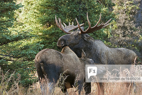 Elchbulle und Kuh knutschen während der Brunftzeit in den Chugach Mountains, in der Nähe von Anchorage, Southcentral Alaska, Herbst
