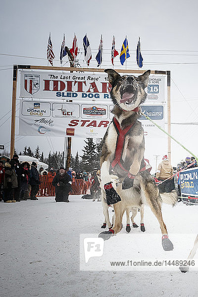 Ein Hund von Nicholas Petit springt in Erwartung des offiziellen Starts des Iditarod 2015 in Fairbanks  Alaska.