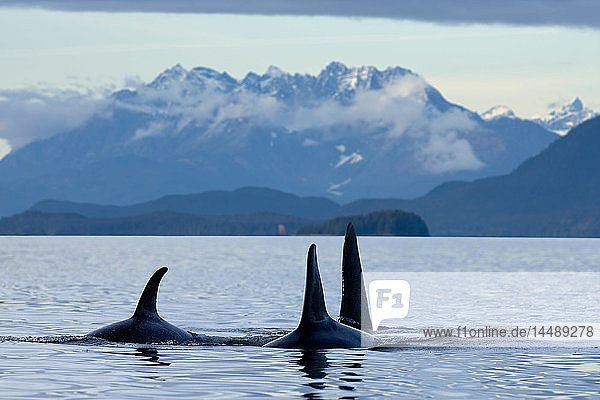 COMPOSTIE: Orca whales surface in Lynn Canal with the Coast Mountains in the background  Inside Passage  Southeast Alaska