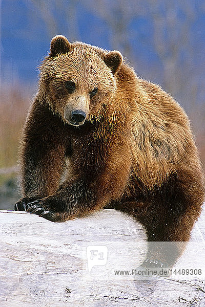 Braunbär sitzend auf einem Baumstamm Alaska Wildlife Conservation Center Captive SC Alaska
