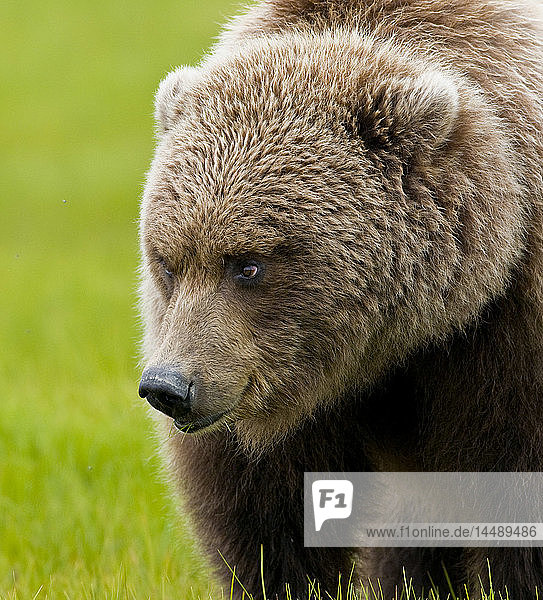 Nahaufnahme eines Braunbären im Schilfgras in der Hallo-Bucht  Katmai-Nationalpark  Südwest-Alaska  Sommer