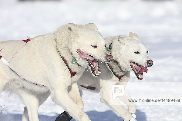 Musher Jim Lanier´s lead dogs running on Long Lake during the 2010 Iditarod restart in Willow  Southcentral Alaska  Winter/n