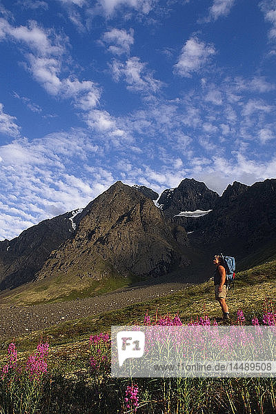 Backpacker Peters Creek Chugach Mountains Southcentral Alaska Summer scenic fireweed
