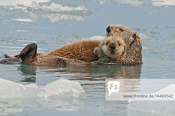 Seeotter schwimmt auf dem Rücken mit ihrem Jungen in der Nähe des Yale Glacier  Prince William Sound  Süd-Zentral-Alaska  Sommer