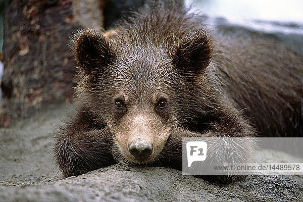 Grizzlybärjunges auf dem Boden liegend Alaska Wildlife Conservation Center SC Alaska Summer Captive