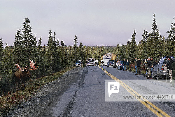 Besucher des Denali-Nationalparks halten an  um einen Elchbullen zu fotografieren  der im Sommer im Inneren Alaskas am Straßenrand steht.