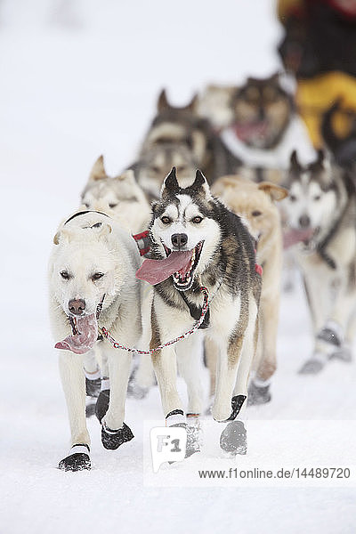 Musher Mitch Seavey´s Hundeteam läuft in der Nähe der UAA während des feierlichen Iditarod-Starts 2010 in Anchroage  Southcentral Alaska  Winter/n