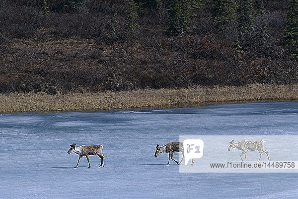 Karibus überqueren im Winter einen zugefrorenen See bei Cantwell in Süd-Zentral-Alaska