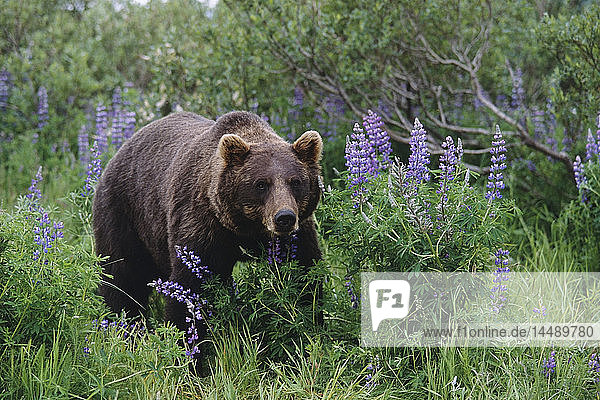 KAPITEL: Braunbär beim Spaziergang zwischen Lupinen-Wildblumen im Alaska Wildlife Conservation Center im Sommer in Süd-Zentral-Alaska KAPITEL