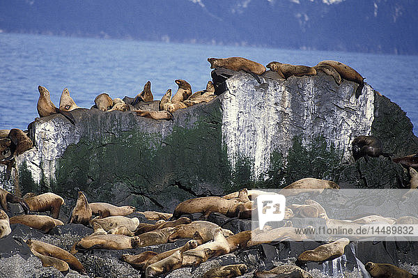 Stellar Sea Lion Rookery bei *The Needle* SC Alaska/nPrince William Sound
