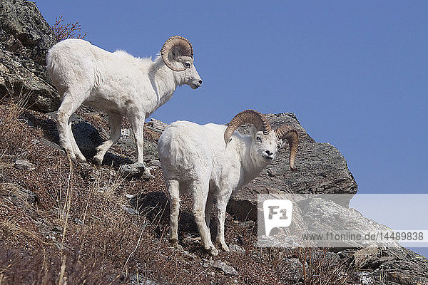 Dallschaf auf einer Klippe stehend  Denali-Nationalpark  Inneres Alaska  Frühling