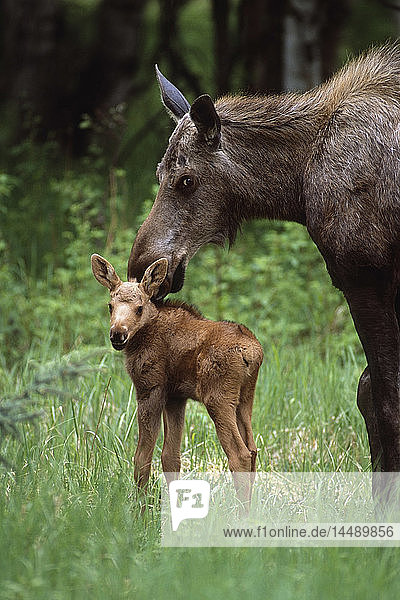 Elchkuh mit jungem Kalb im Stadtpark von Anchorage im Sommer in Süd-Zentral-Alaska