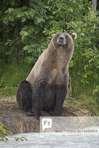 Blick auf einen Braunbären,  der am Flussufer sitzt und die Luft schnuppert,  Copper River,  Chugach Mountains,  Chugach National Forest,  Alaska,  Southcentral,  Sommer