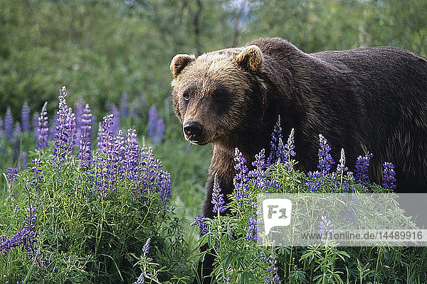 KAPITEL: Braunbär beim Spaziergang zwischen Lupinen-Wildblumen im Alaska Wildlife Conservation Center im Sommer in Süd-Zentral-Alaska KAPITEL