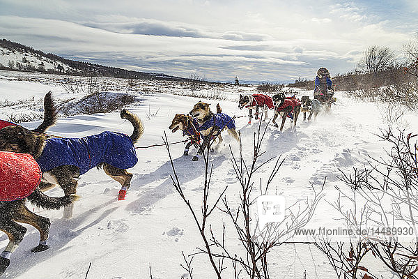 Das Team von Michelle Phillips bricht mehrere Meilen nach dem Verlassen des Unalakleet-Kontrollpunkts während des Iditarod 2015 im Trail ab.