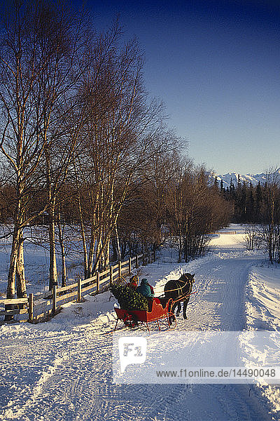 Ehepaar im Pferdeschlitten Chugach Mtns Mat-Su Valley SC AK Winter