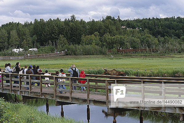 Besucher von Potter Marsh beobachten im Sommer in Süd-Zentral-Alaska von der Uferpromenade aus einen Elch aus nächster Nähe.