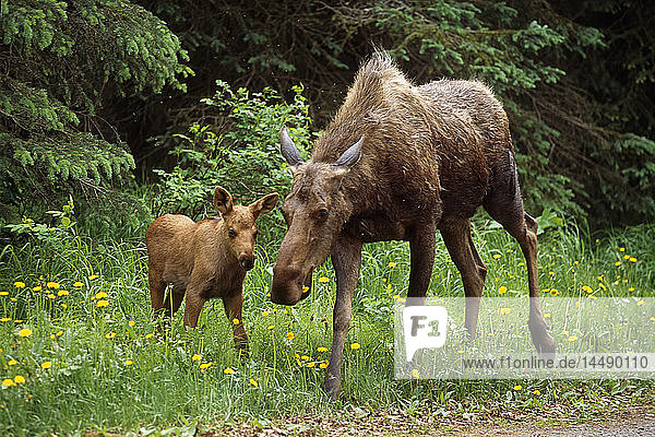 Elchkuh und Kalb zusammen in der Nähe von Anchorage Sommer Süd-Zentral-Alaska