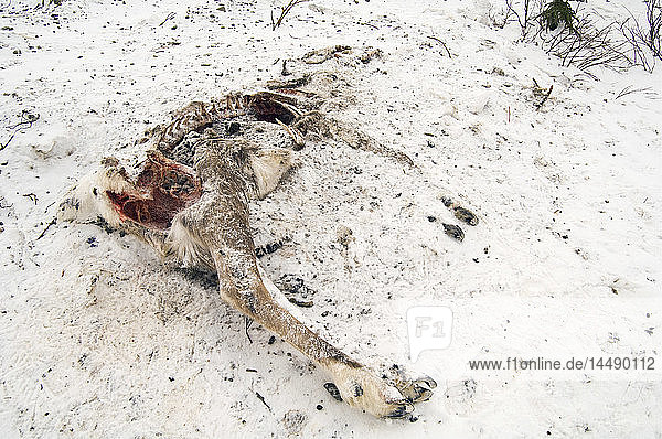 Gefrorener Karibu-Kadaver  teilweise im Schnee begraben  außerhalb von Healy  Innenalaska  Frühling