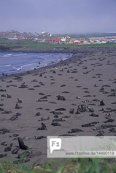 Northern Fur Seals on Beach Outside St.Paul WE Alaska/nSt Paul Is Pribilof