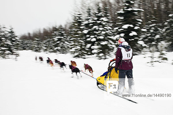 Musher Heather Hardy and sled dogs in the Fur Rendezvous World Sled Dog Championships on the Campbell Creek Trail in Anchorage  Alaska. Southcentral. Afternoon.
