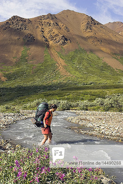 Couple wading across Stony Creek on hike in Denali National Park Interior Alaska Summer