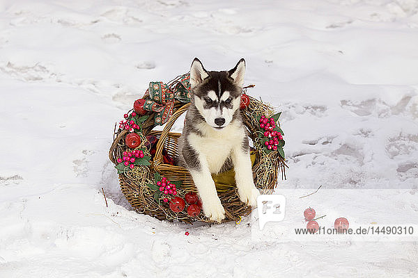 Ein sibirischer Husky-Welpe sitzt in einem weihnachtlich geschmückten Korb  Southcentral Alaska