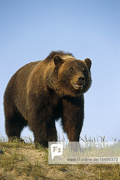 Braunbär auf der Wiese Gefangen AK SC Sommer Großwild Alaska
