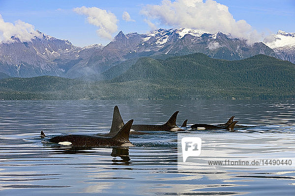 Eine Gruppe von Orca-Walen taucht im Lynn Canal auf  mit der Coastal Range im Hintergrund  Südost-Alaska  Sommer