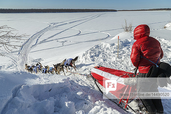 Travis Beals drops down the bank and onto the Koyukuk River after leaving the Huslia checkpoint during Iditarod 2015